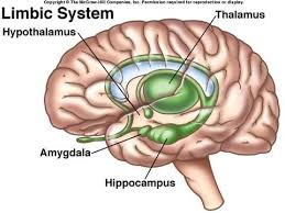 Parts Of The Limbic System Thal Hypo Amyg Hippco Septum Limbic System Brain Fog Cognitive Science