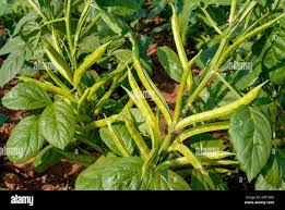 Image result for Cyamopsis