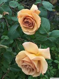 Pin On Flowers