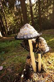 Image result for Coprinus comatus