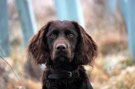 Today the deutscher #wachtelhund is the only dog remaining in the stober category. Deutscher Wachtelhund Steckbrief Geschichte Aussehen