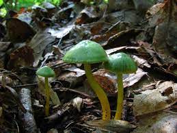 Hygrocybe Psittacina Stuffed Mushrooms Mushroom Grow Kit Mushroom Spores