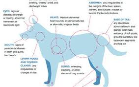 Put The Value Back In The Office Visit Veterinary Medicine Veterinary Clinic Veterinary Technician