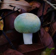 Image result for Russula variata