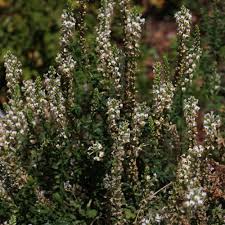 Image result for Hebenstretia dentata