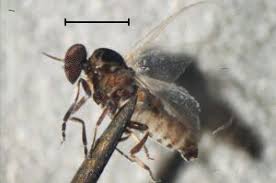 Image result for Erythrocephalum