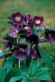 Fraser S Thimble Farm Lenten Rose Flower Garden Beautiful Flowers