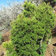 Image result for Euclea