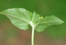 Image result for Calyptocarpus vialis