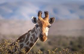 Some of the most endangered, beautiful or charismatic african animals don't feature on the big five list including the cheetah, the african wild dog, the giraffe, and the hippo. Top 10 African Safari Animals Where You Ll See Them