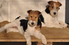 Ausstellungsleitung dfv frau sabine losch pölitzstr. Foxterrier Wirtz Seit Uber 40 Jahren Foxterrierzucht Vom Rheingrund