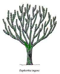 Image result for Heywoodia