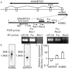 A Strand Specific Rt Pcr Analysis Of Asbel Upper Panel Schematic Download Scientific Diagram