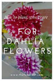 All The Information Of How To Plant Grow And Care Dahlia Flowers Dahlia Flowers Planting Growing Caring Gardening Plants Dahlia Flower Flower Essences