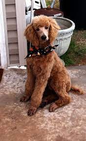Hawker S Magical Red Standard Poodles Poodle Puppy Standard Poodle Puppy Poodle Dog