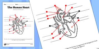 This is a digital download pdf. Human Heart Diagram Without Labels Labelling Worksheet