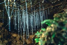 Glowworm Caves Te Anau South Island New Zealand Glowworm Caves New Zealand Glow Worm Cave Glow Worm