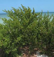 Image result for Suriana maritima