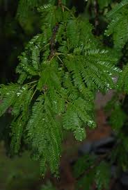 Image result for Newtonia hildebrandtii