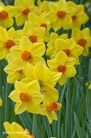 Daffodil Bulbs Brackenhurst Daffodil Bulbs For Sale Daffodils Daffodil Bulbs Beautiful Flowers