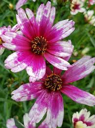 We did not find results for: Coreopsis Razzle Dazzle Bluestone Perennials
