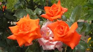 Excelent taste and flavour and a rich tea tase of the distinctive orange pekoe taste. Sort Orange Hybrid Tea Rose Garden Milva Swaying In The Wind Video By C Avatap Stock Footage 114912066
