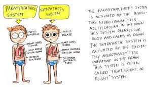 Image result for Sympathetic Nervous System