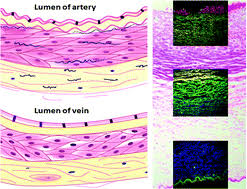H & e stain (hematoxylin and eosin)   harris hematoxylin* is not recommended. Identification And Characterization Of Different Tissues In Blood Vessel By Multiplexed Fluorescence Lifetimes Analyst Rsc Publishing