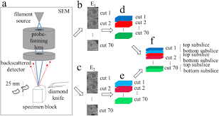 Although topographic information can be obtained using a backscatter detector, it is not as accurate as an sed. Biological Serial Block Face Scanning Electron Microscopy At Improved Z Resolution Based On Monte Carlo Model Scientific Reports