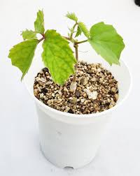 Image result for Cyphostemma adenocaule