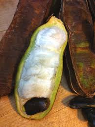 If you're outside central or south america, it's worth researching whether someone is growing inga trees near your home. Ice Cream Bean Tree Inga Edulis Urban Tropicals