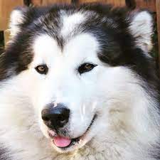 Home raised alaskan malamute puppies for adoption we have very cute alaskan malamute puppies.we got both males akc registered pups, for female born june twenty third giant mother and father. Giant Alaskan Malamute Long Hair Pets Lovers