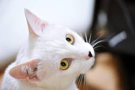 If your cat is coughing but no hairball is produced, it is important to pay attention to other symptoms your cat is showing. My Cat Is Wheezing When Breathing Causes And Treatment