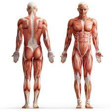The difficulty lies partly in the fact that different sources group the muscles differently and. What Is The Anatomy Of The Muscles With Pictures