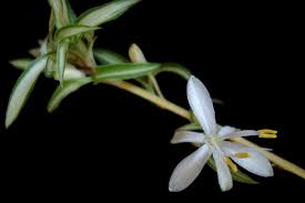 Image result for Chlorophytum lancifolium