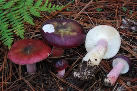 Image result for Russula polyphylla