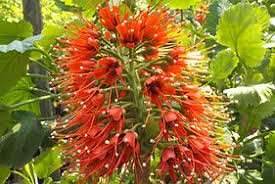 Image result for Greyia sutherlandii