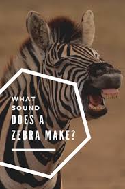 What Sound Does A Zebra Make Sound Zebra Zebra Zebras African Animals Activities