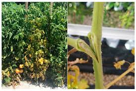 Image result for tomato seedling fusarium wilt