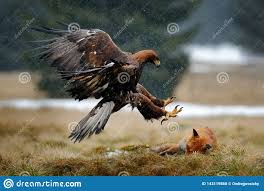 We did not find results for: 12 142 Aigle Royal Photos Libres De Droits Et Gratuites De Dreamstime