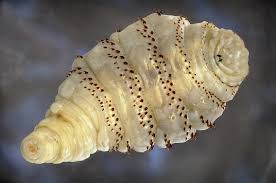 We did not find results for: Kenali Ulat Parasit Botfly Yang Hidup Menumpang Di Dalam Kulit Anda