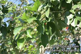 Image result for Erythrina fusca