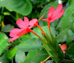 Image result for Crossandra nilotica