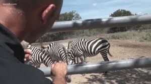 How can i do to resolve this. Are Zebras Legal In Texas Kens5 Com