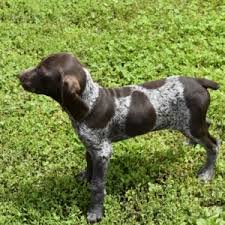 The german wirehaired pointer may become hyperactive and destructive if not properly exercised. Emma German Shorthaired Pointer Puppy 602211 Puppyspot