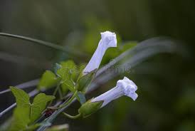 Image result for Ipomoea stolonifera
