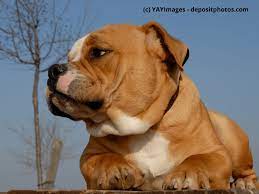 The breed is listed in the ukc guardian dog group. Old English Bulldog Steckbrief Mit Fci Klasse Haustiermagazin