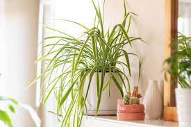 When you own both the spider plant and cat, then you must be aware of the fact that how much your feline loves to encounter it. Houseplants Safe For Cats And Dogs