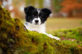 Lancaster puppies offers border collies for sale. Cute Pictures Of Border Collies Popsugar Pets