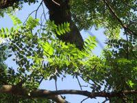 Image result for Kirkiaceae